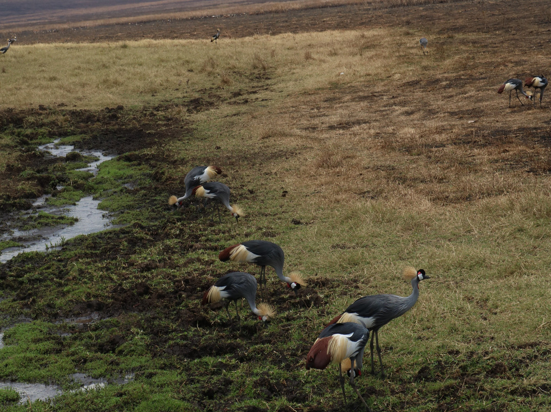 Shrike Safaris-姆万扎必去景点