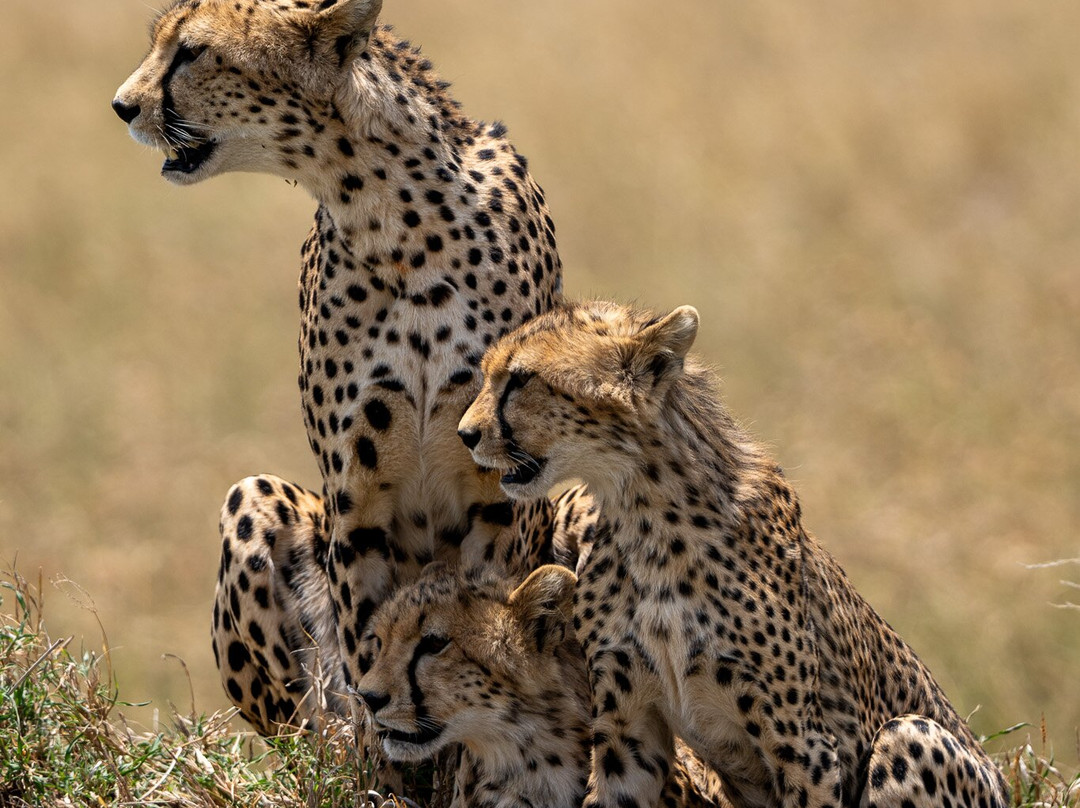 Tanzania Roadside Expeditions-阿鲁沙必去景点