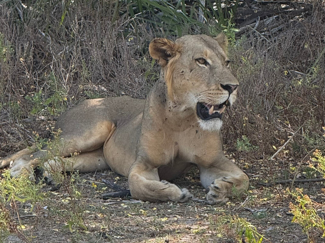 Nyerere National Park-Lindi Region必去景点