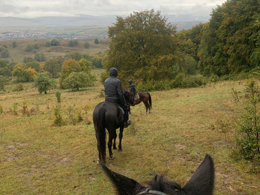 Count Kálnoky's Riding Holidays-Valea Crisului必去景点