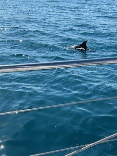 Blue Dolphin Marine Tours-尤兰根必去景点