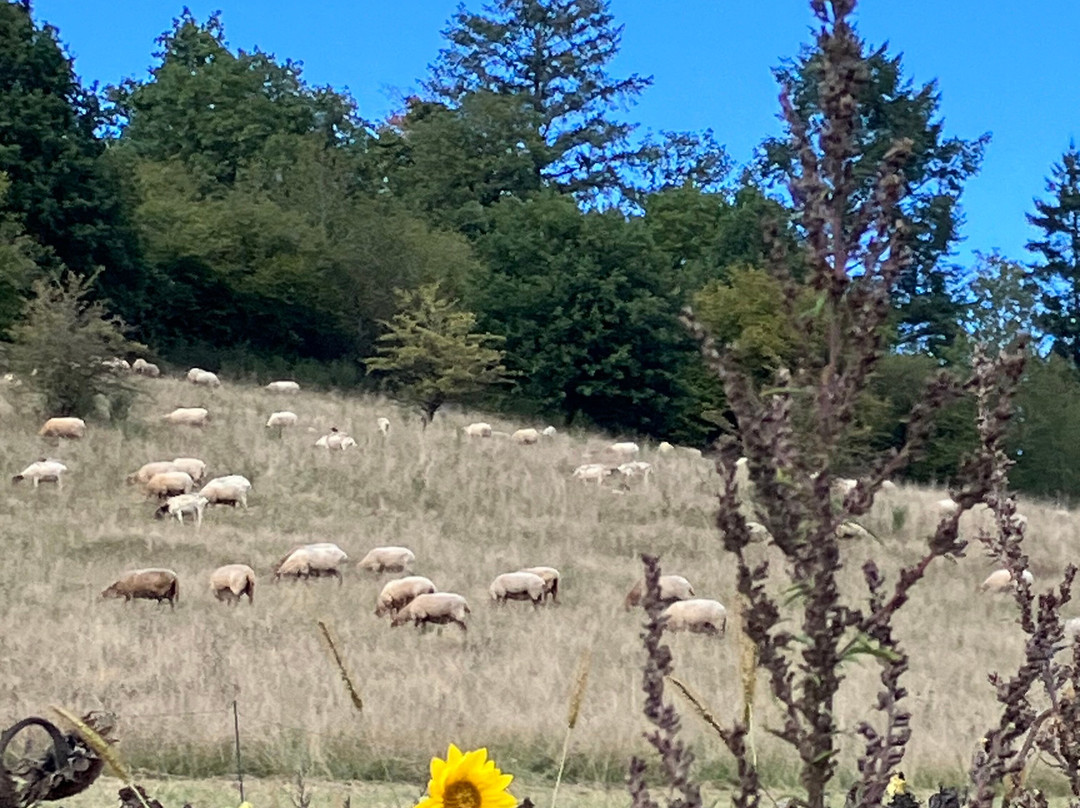 Hotel Schneider Am Maar Gmbh主图