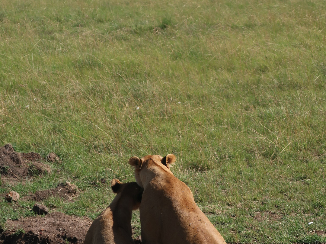Bontel Adventures-内罗毕必去景点