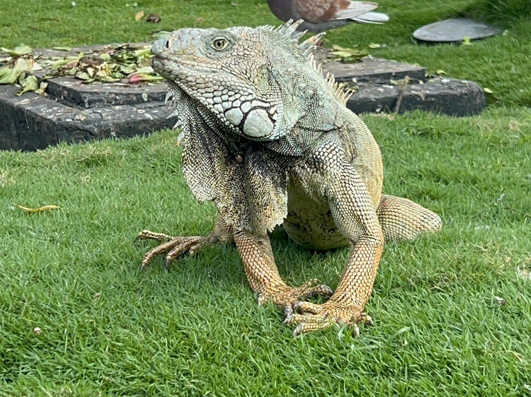 Parque Seminario-瓜亚基尔必去景点