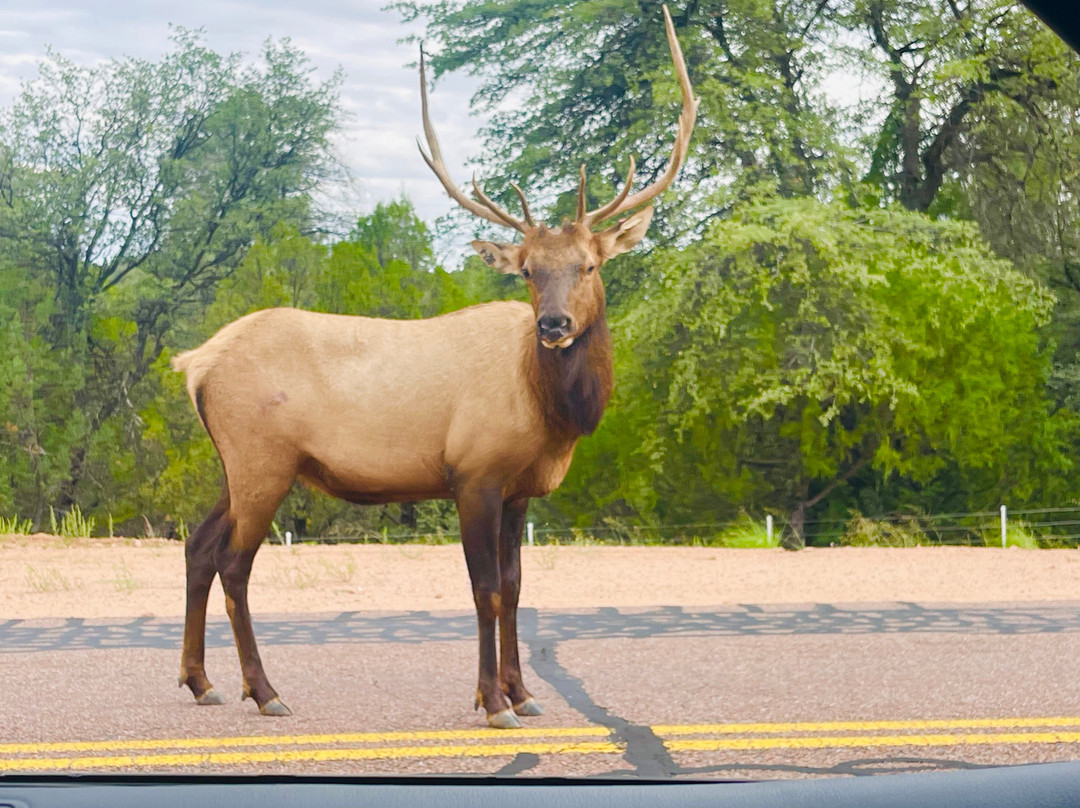 Sunrise Park Resort-Greer必去景点