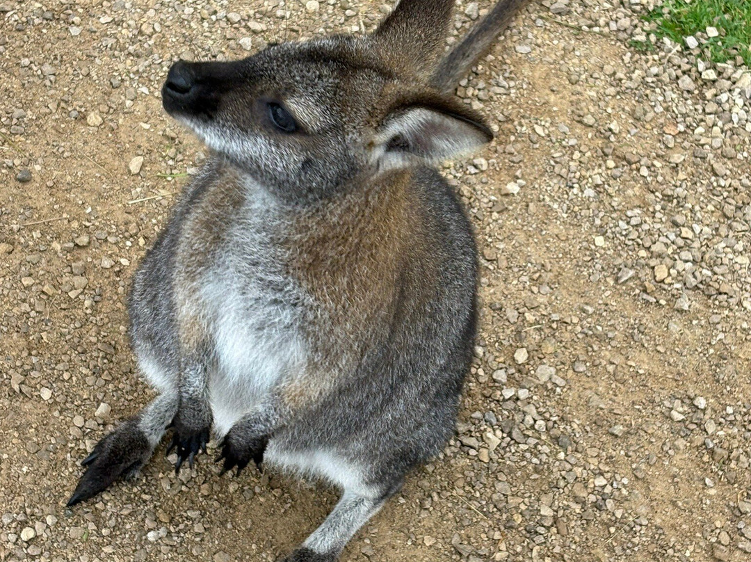 Peak Wildlife Park-Winkhill必去景点