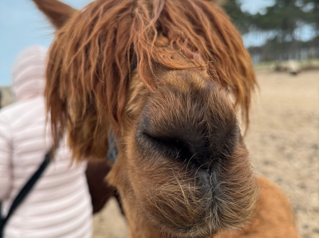 John Muir Alpacas-Dunbar必去景点