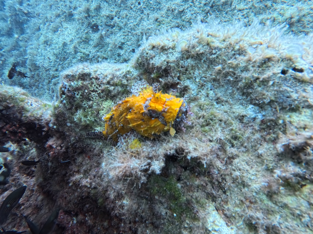 Ritual Dive-Xlendi必去景点