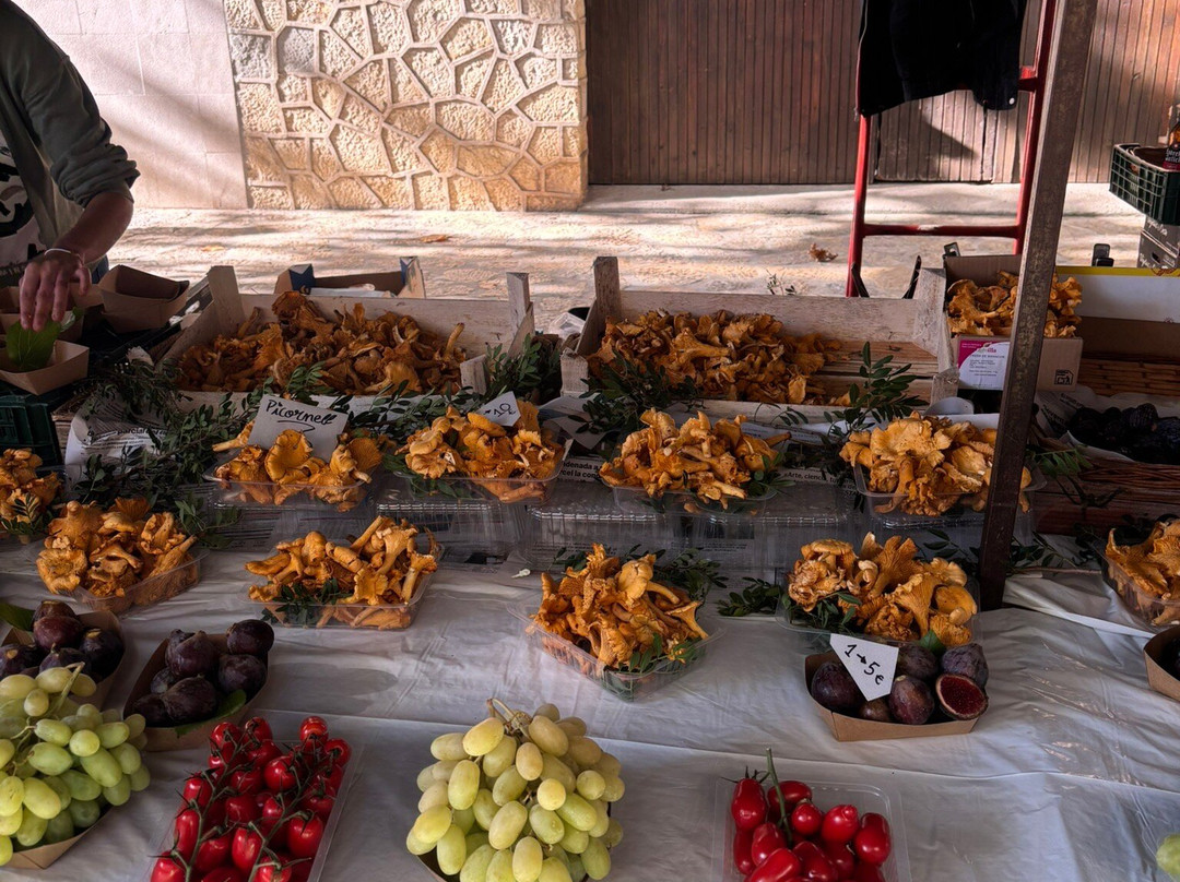 Pollensa Market-Pollenca必去景点