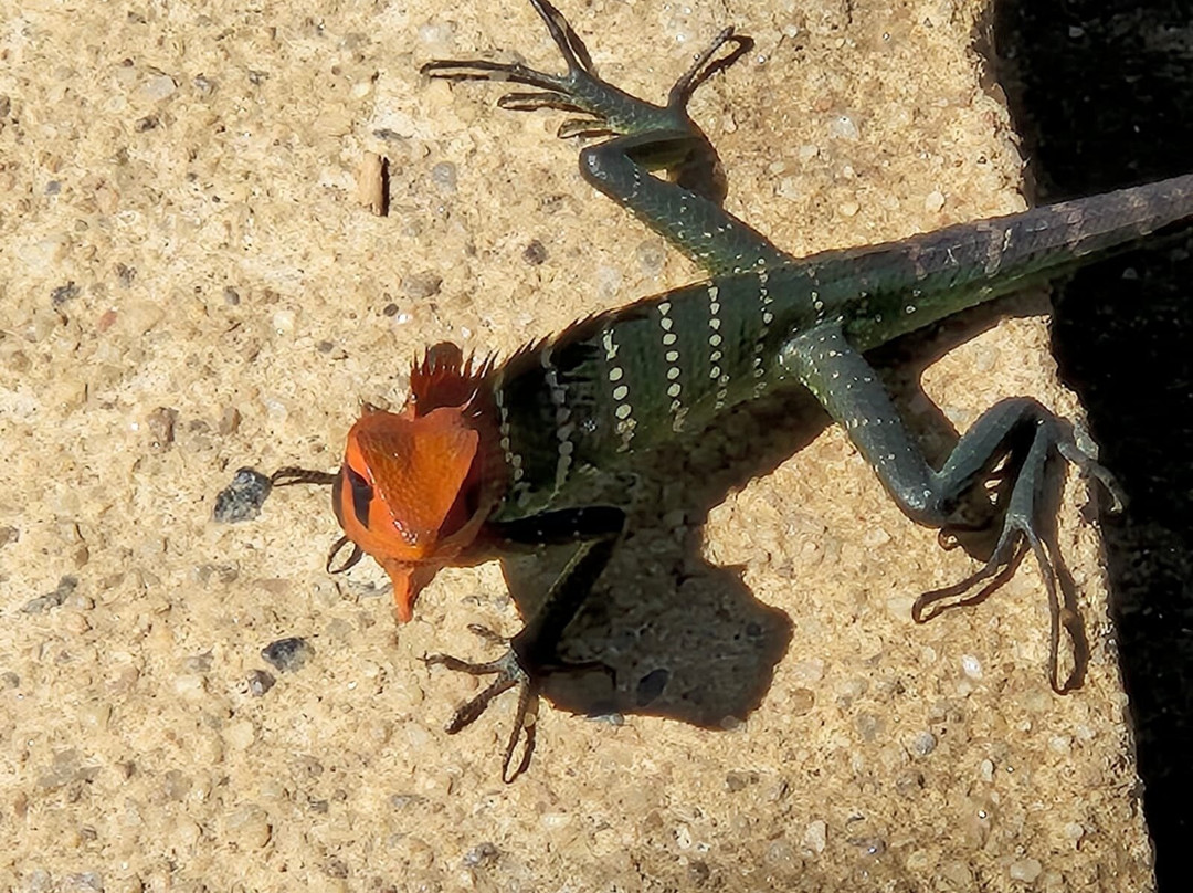 Underneath The Mango Tree主图