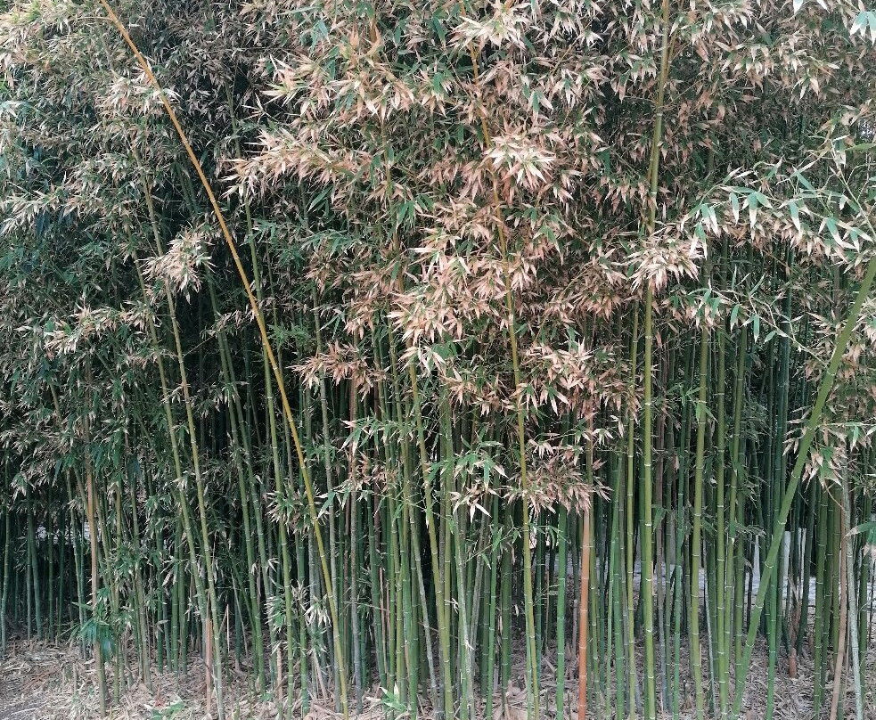 鸽子公园-班纳玛德纳必去景点