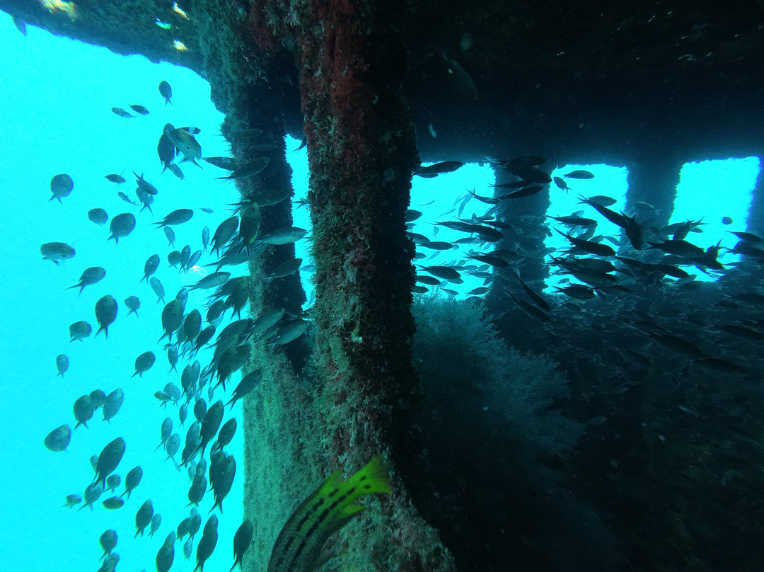 Shark Encounters Mexico-拉巴斯必去景点
