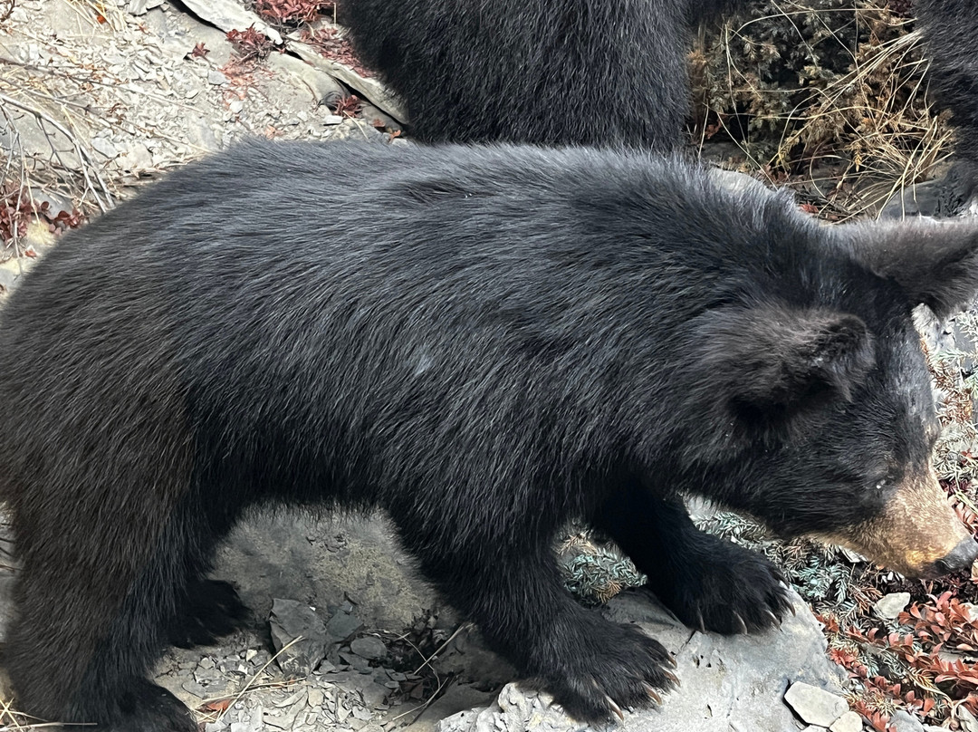 Northern Wildlife Museum-Teslin必去景点