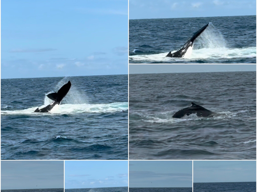 Wildlife Coast Cruises-考斯必去景点