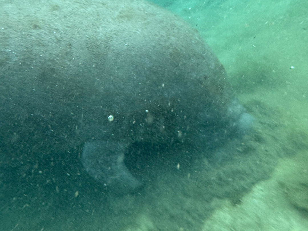 River Adventure Tours-Homosassa必去景点