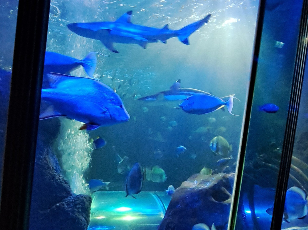 SEA LIFE Hunstanton-Hunstanton必去景点