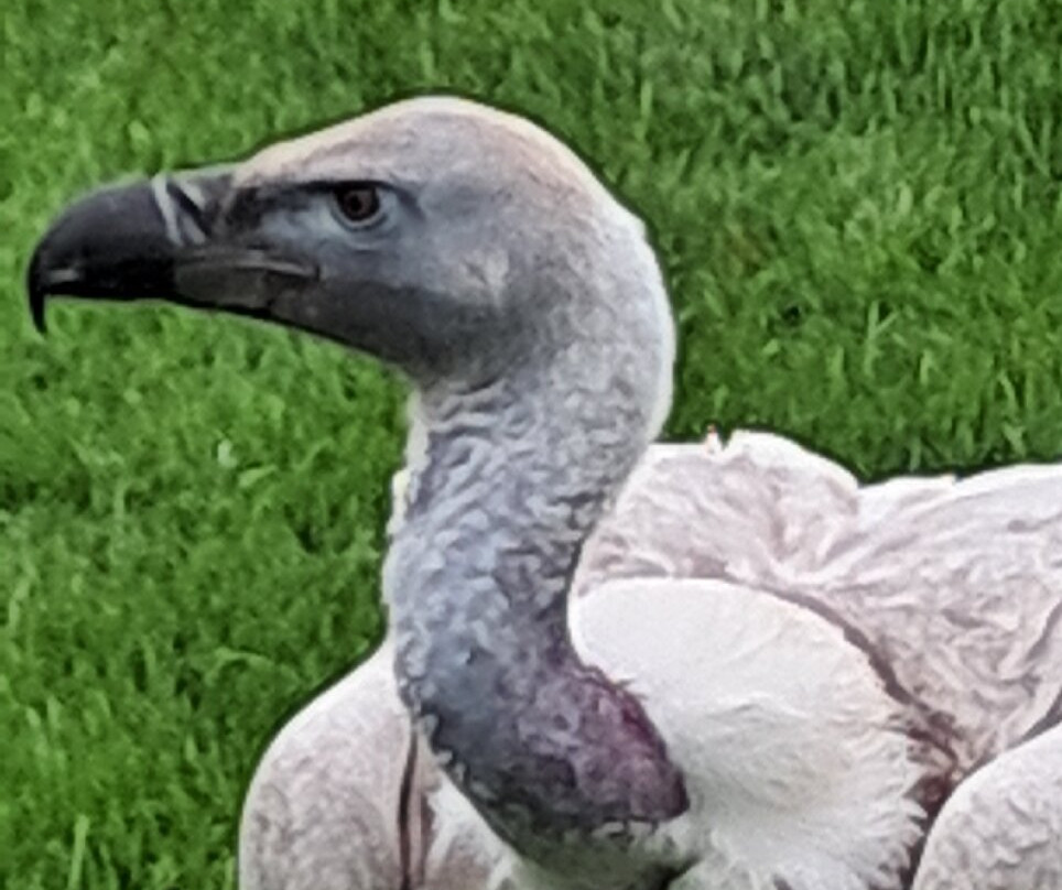 Baytree Owl and Raptor Centre-Spalding必去景点