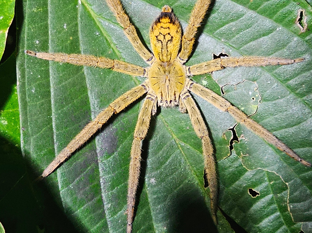Jungle Night Walk-卡维塔必去景点