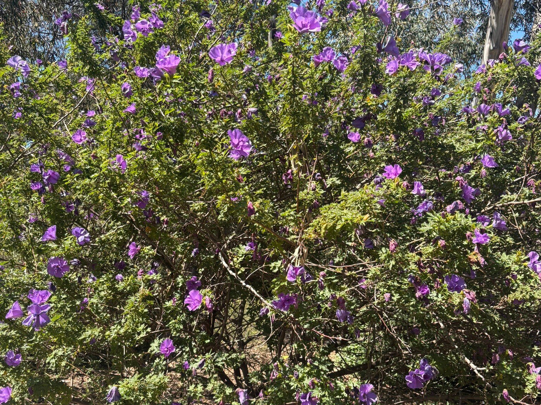 Wittunga Botanic Garden-Blackwood必去景点