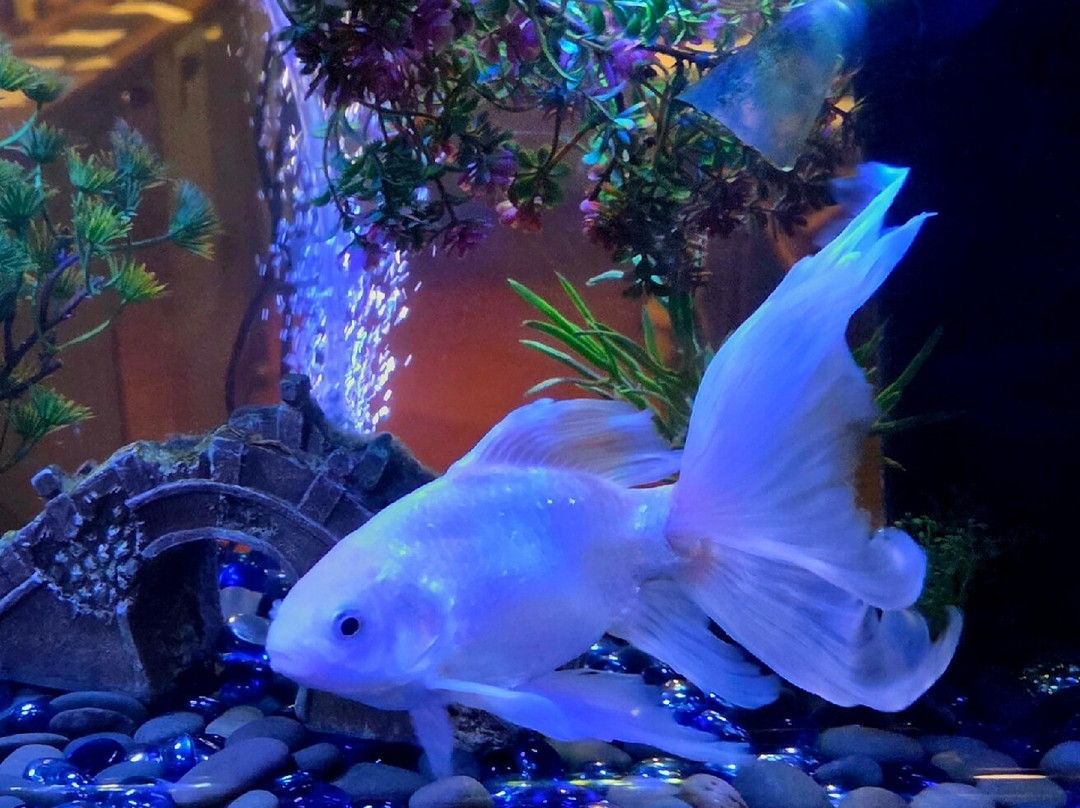 Waterman's Arms主图