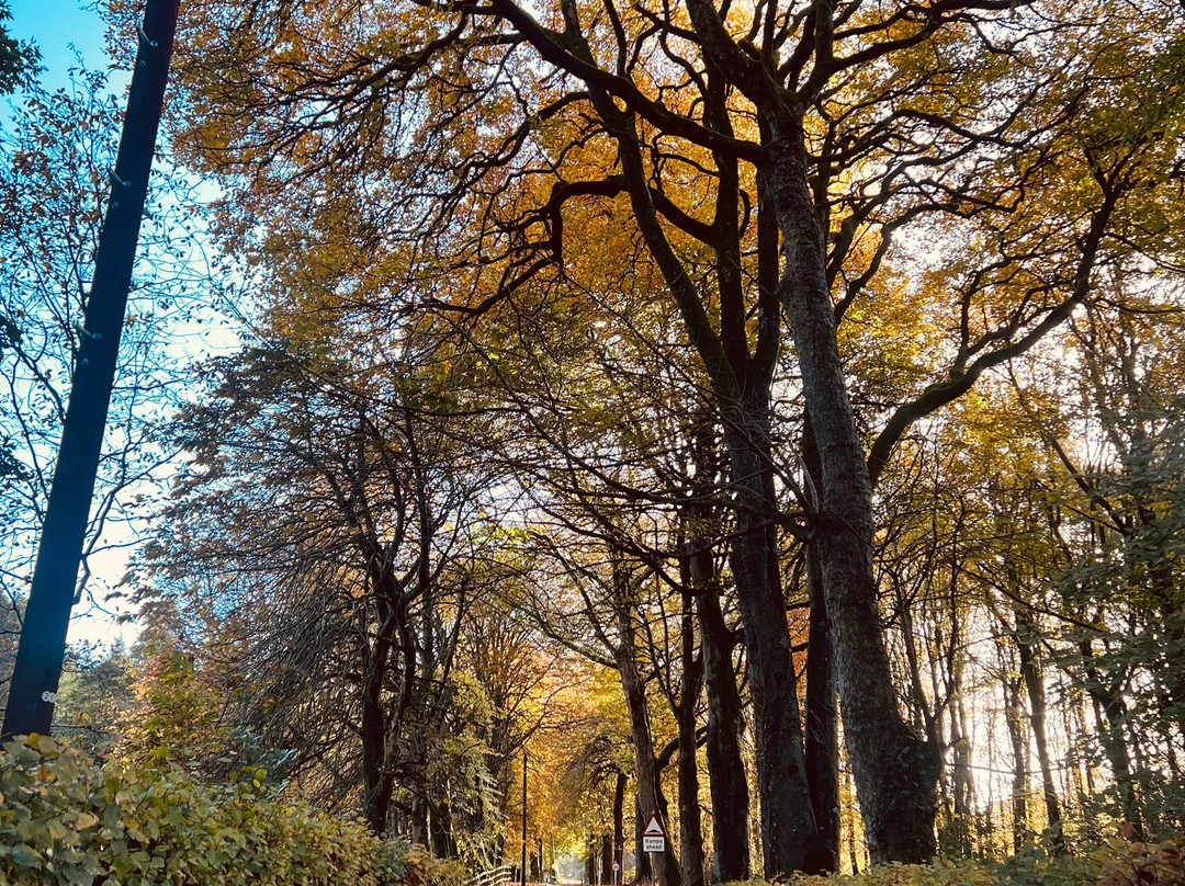 Seskinore Forest Park