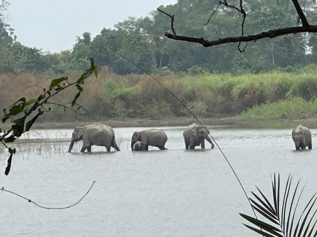 Assam Bengal Navigation-古瓦哈提必去景点