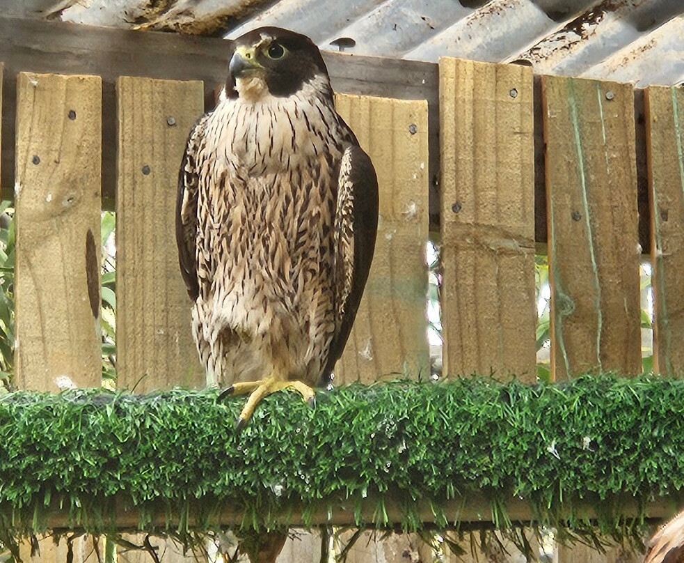 Raptor Refuge-Kettering必去景点