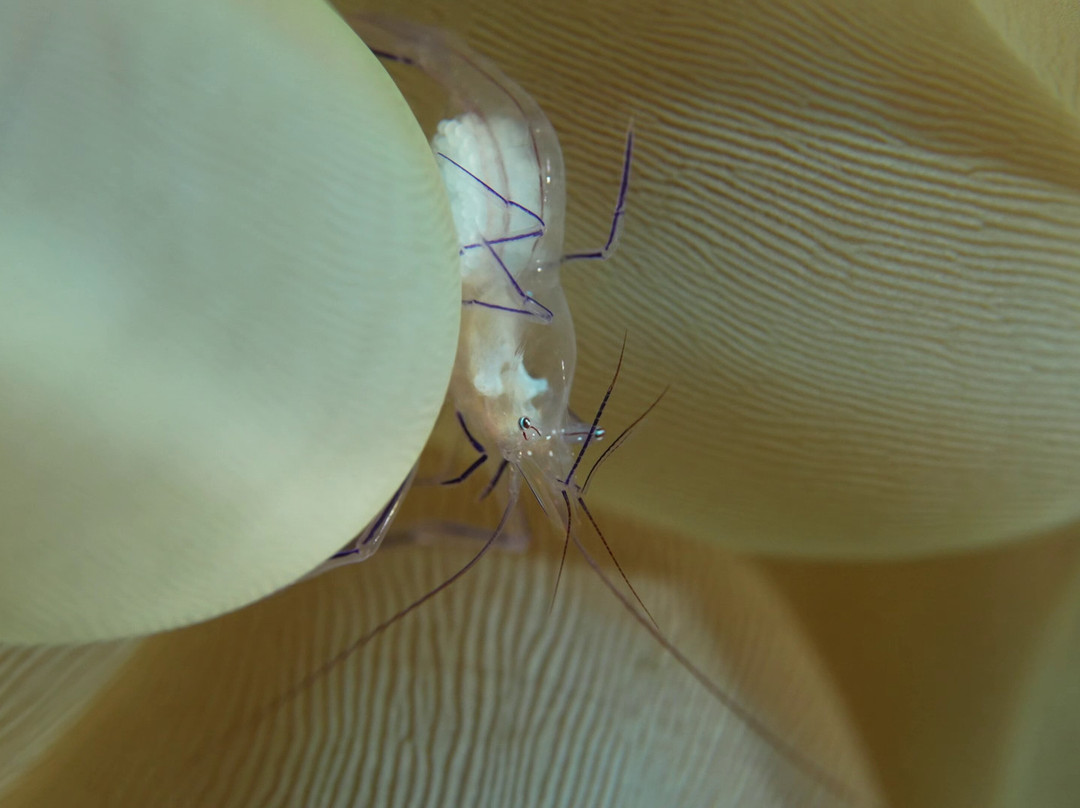 岗嘎岛度假村主图