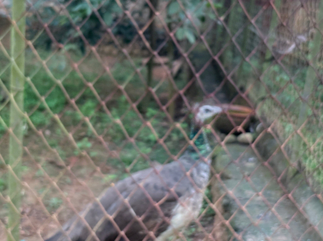 Manipur Zoological Gardens-因帕尔必去景点