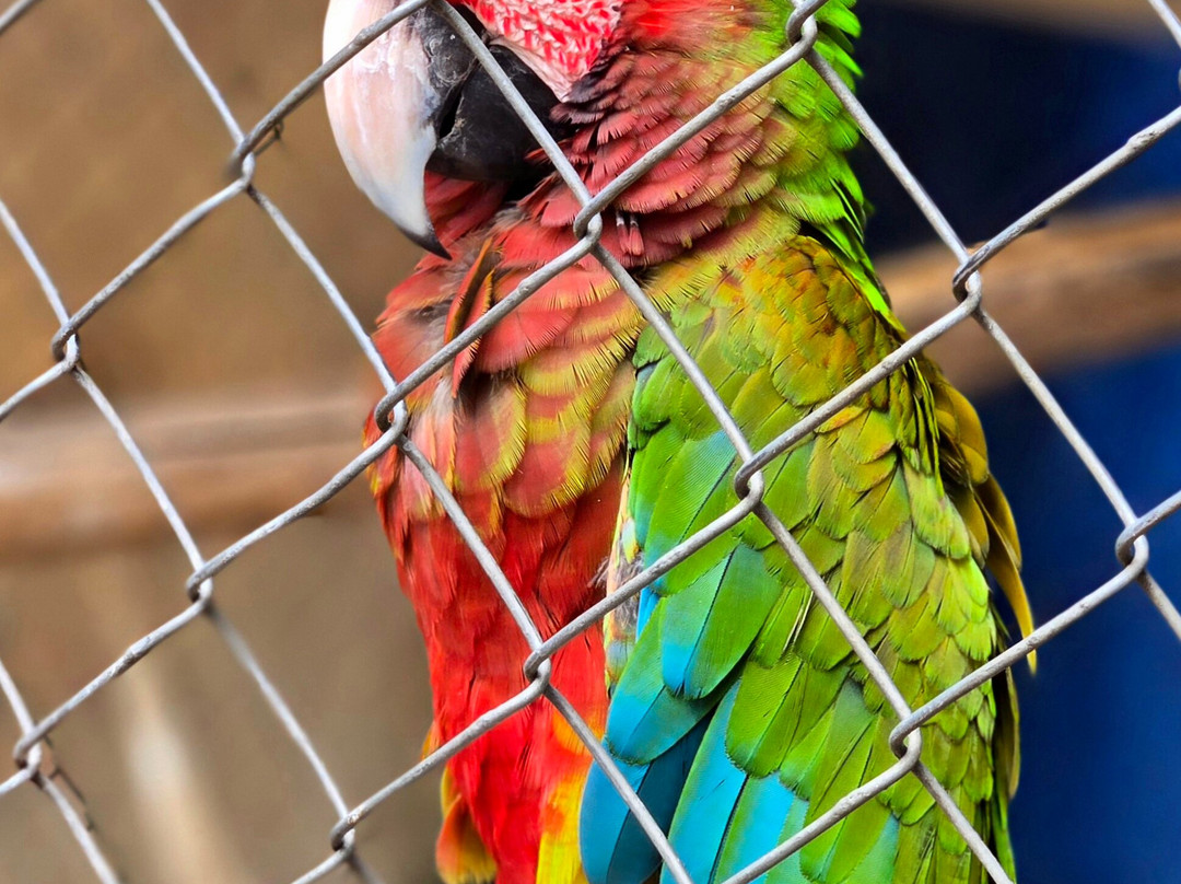 Uncle Sandy's Macaw Bird Park-彭萨科拉必去景点