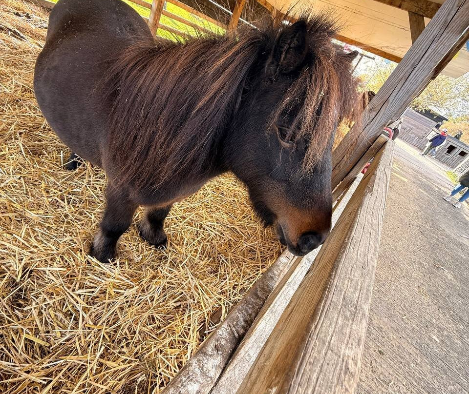 White Elm Garden Centre & Tea Room-Bicknacre必去景点