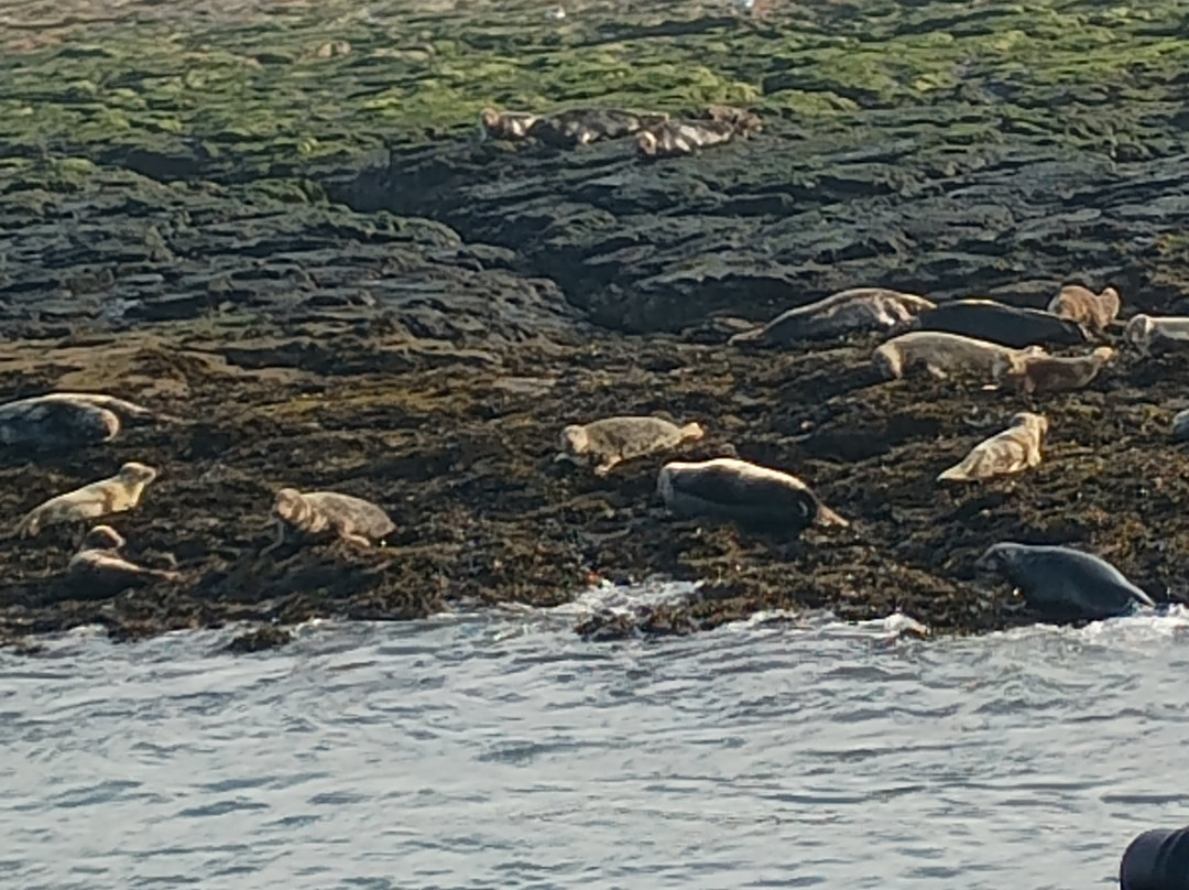 Billy Shiel's Boat Trips-Seahouses必去景点