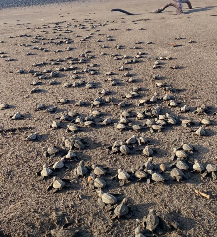 Playa Corozalito-Bejuco必去景点