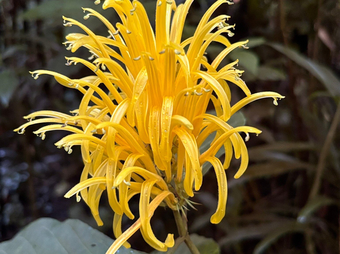 Kona Cloud Forest Sanctuary-凯鲁瓦-柯纳必去景点