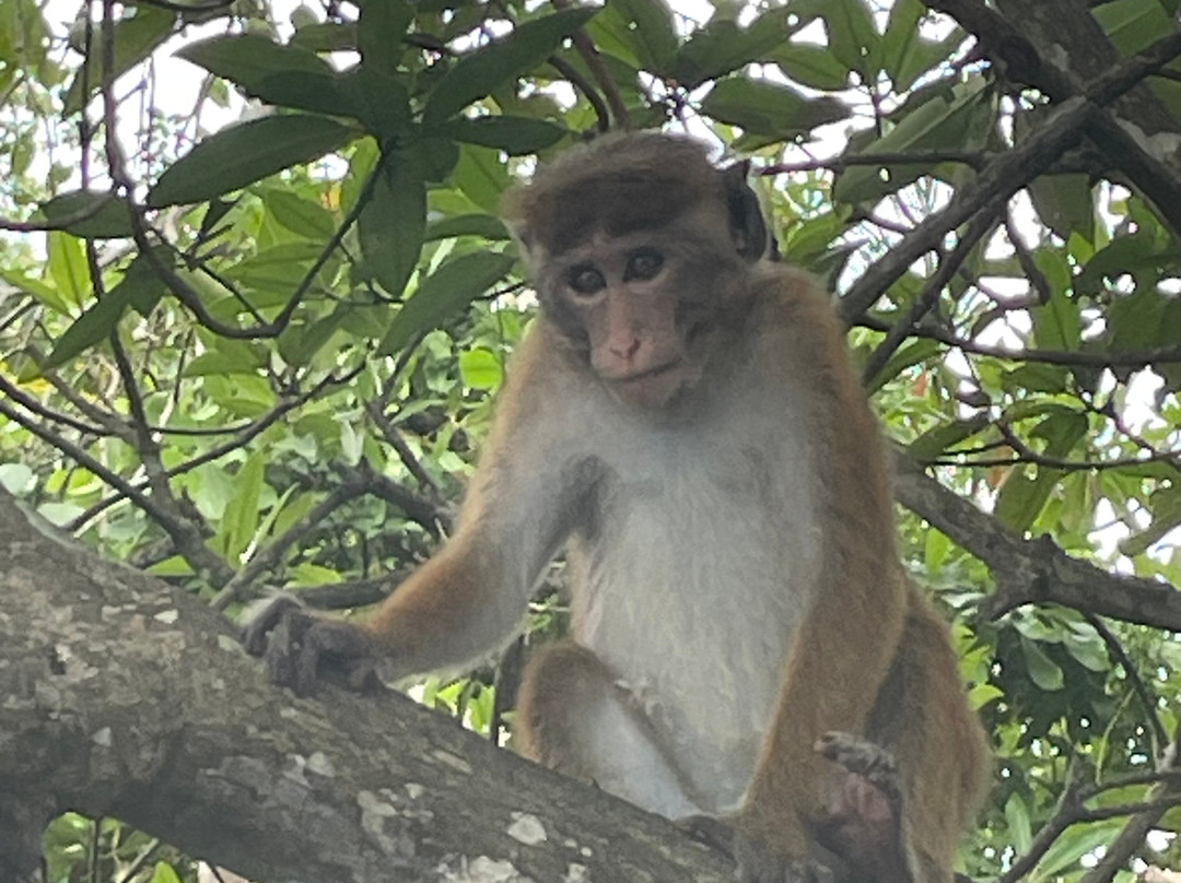 Ceylon Links Tours-Rathgama必去景点