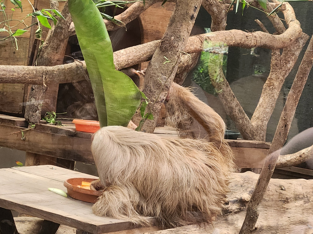 Jaguar Rescue Center-旧港必去景点