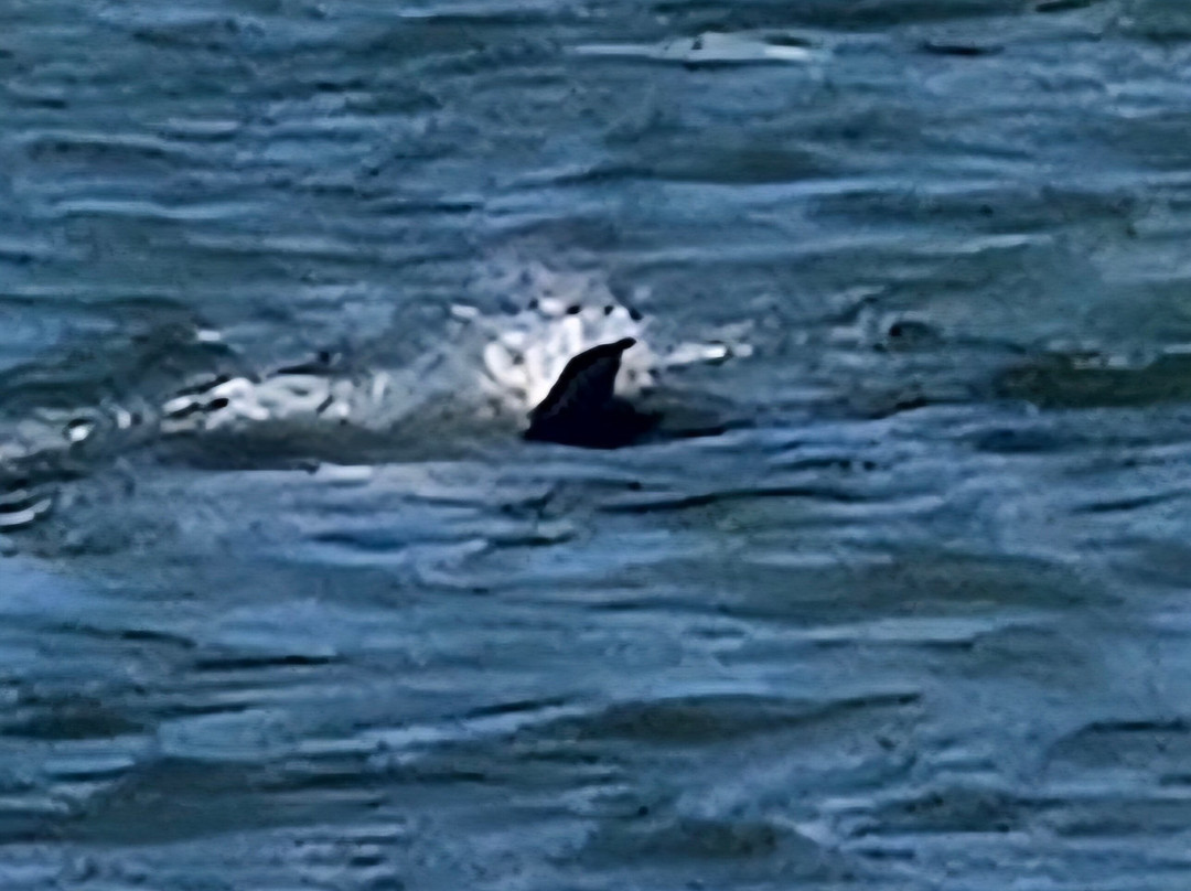 Hurricane Fishing Fleet-Calabash必去景点