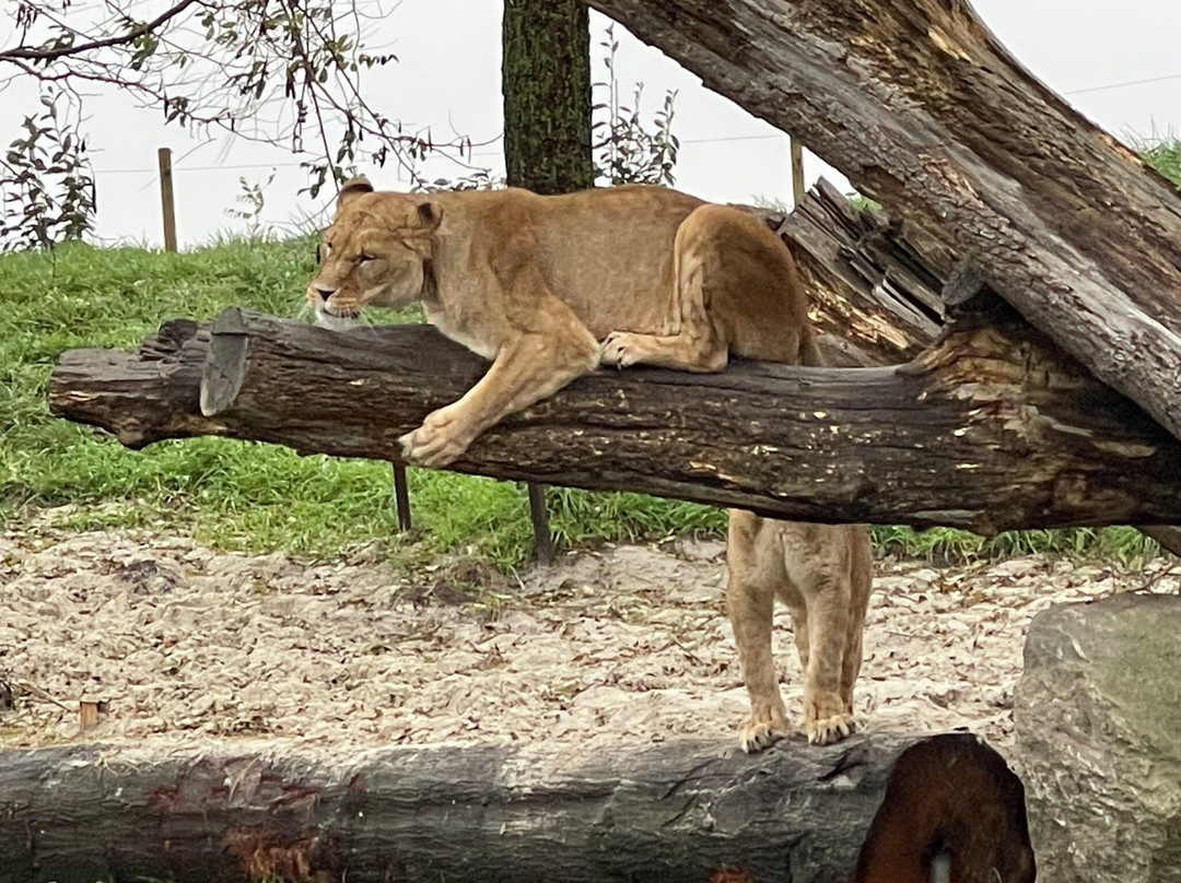 Wildlands Adventure Zoo Emmen-Emmen必去景点