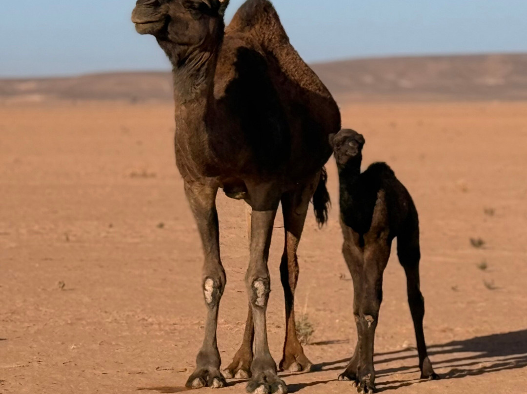 Desert Luxury Camp Erg Chigaga