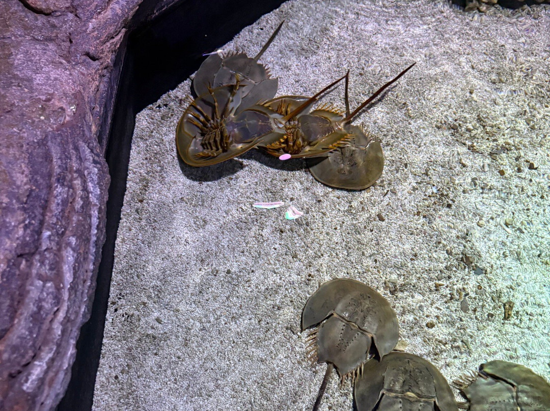 The Shore Oceanarium-马六甲必去景点