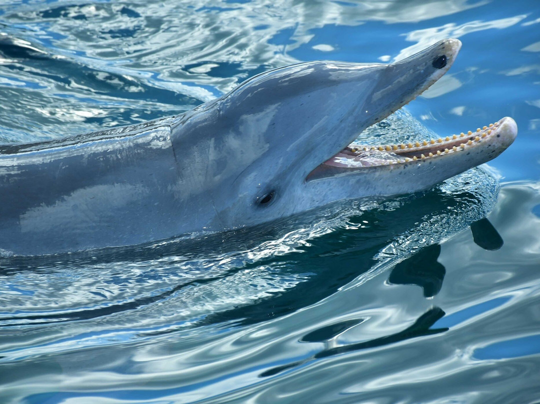 Dolphin Discovery Cozumel-考祖梅必去景点