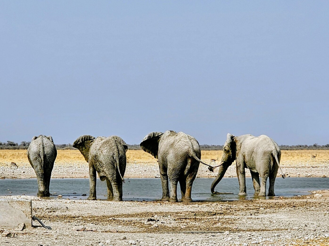 Etosha National Park-Okaukuejo必去景点