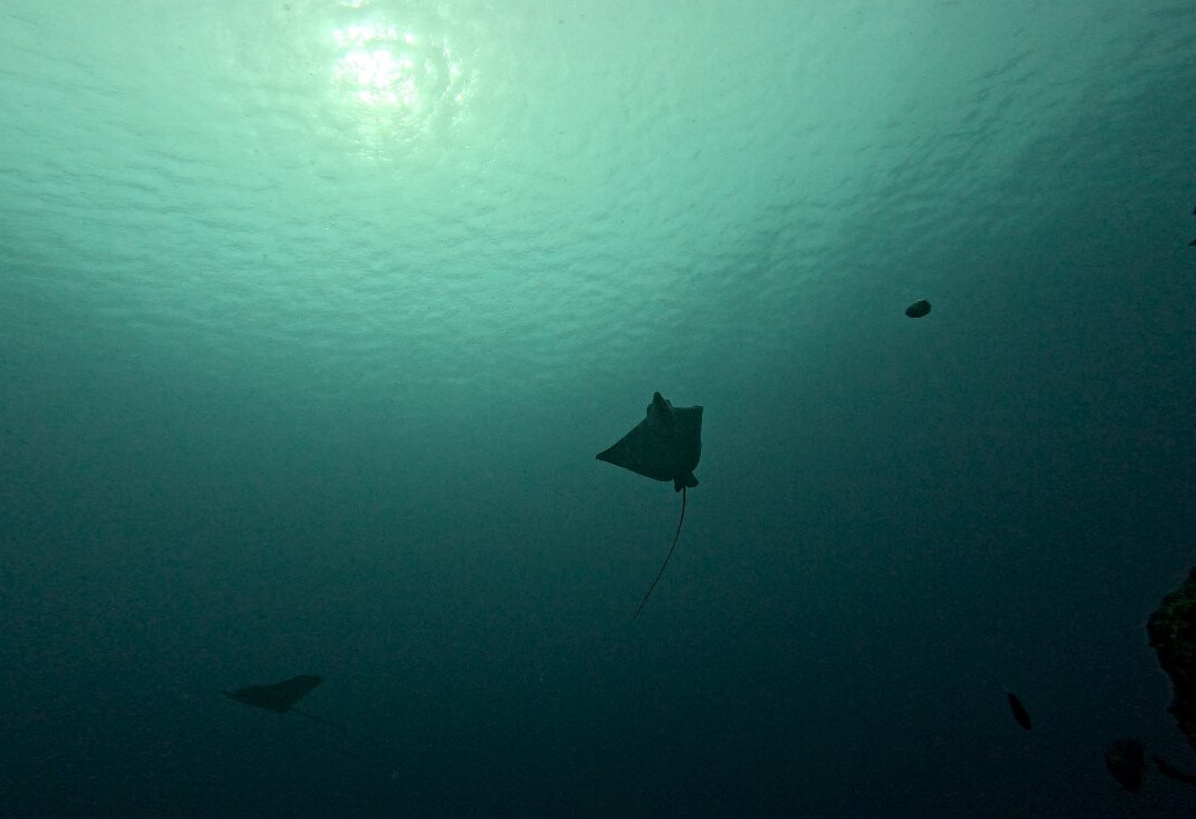 Prodivers Maldives-古丽都岛必去景点