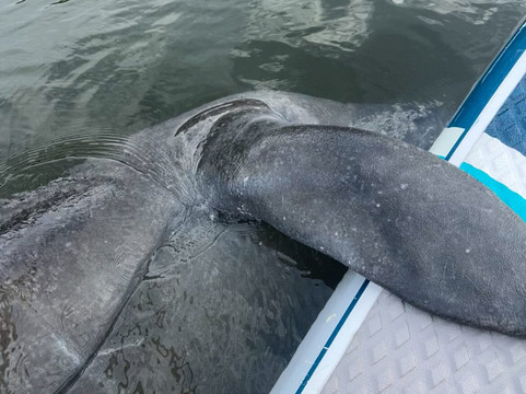 Kayaking SRQ Tours and Rentals-萨拉索塔必去景点