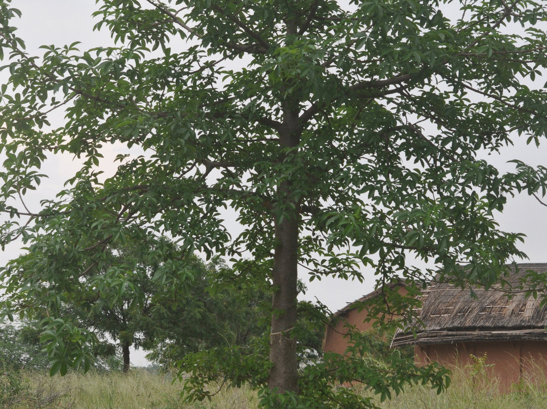 Arna Jharna: The Thar Desert Museum of Rajasthan-焦特布尔必去景点