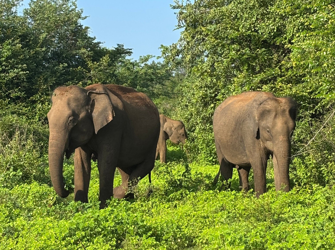 Kavisha Safari Service Udawalawa-乌达瓦拉瓦必去景点
