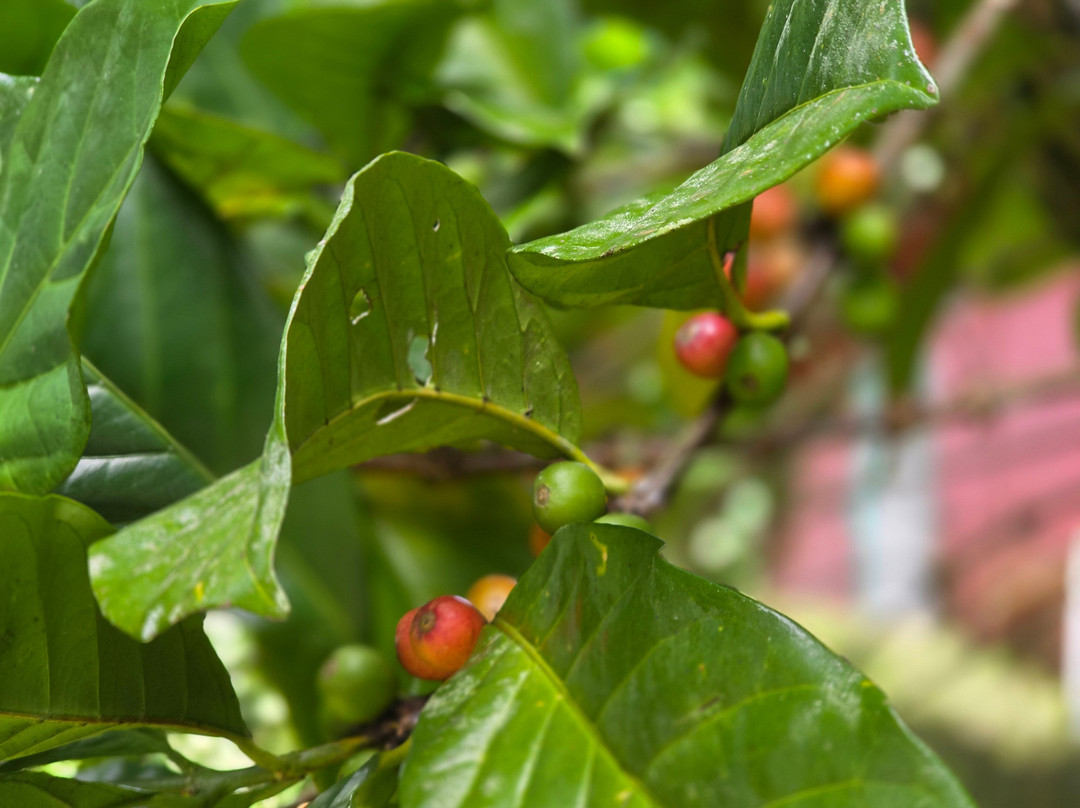 My Island Adventures with Chadi Symes-罗索必去景点