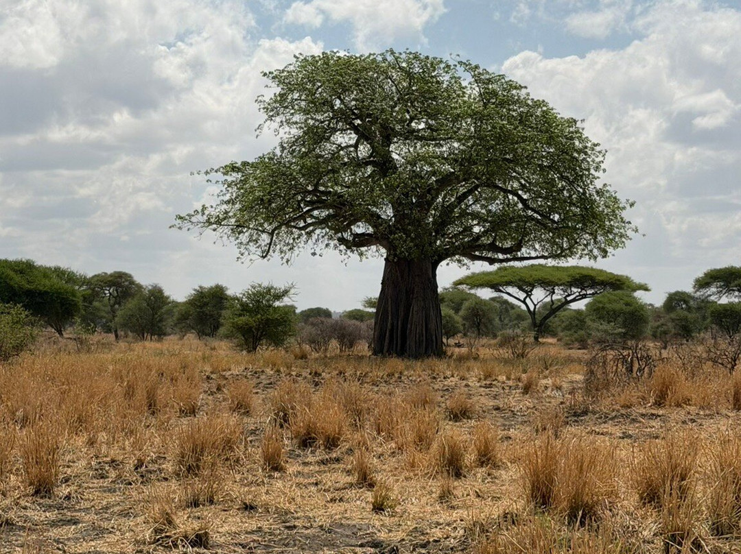 Tanzania Climbing Outfitters-阿鲁沙必去景点