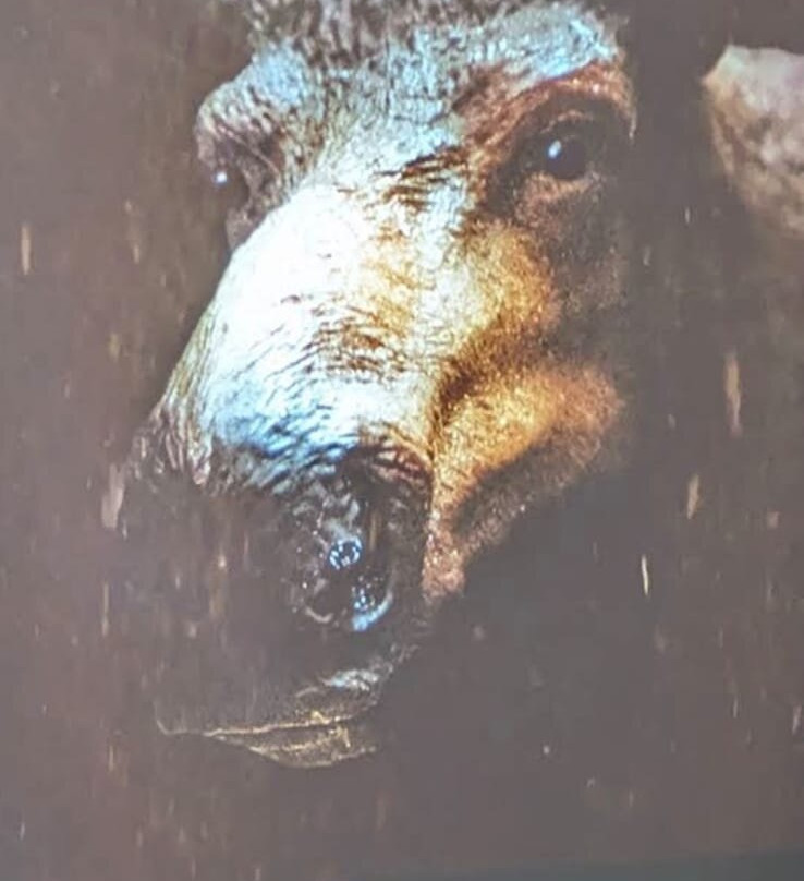 Dunlop Art Gallery-里贾纳必去景点