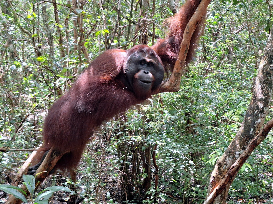 Local Guides - Tanjung Puting-Pangkalan Bun必去景点